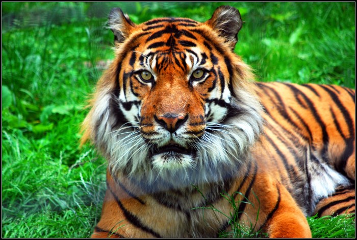 TORONTO ZOO: WE CARE