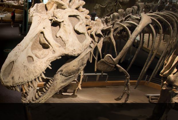 The Royal Tyrrell Museum