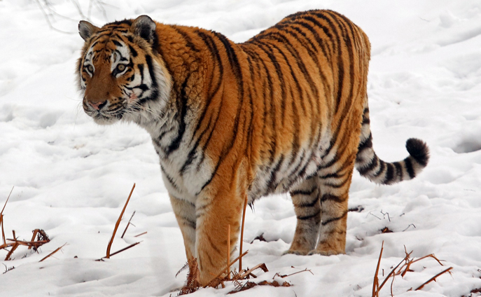 Edmonton Valley Zoo