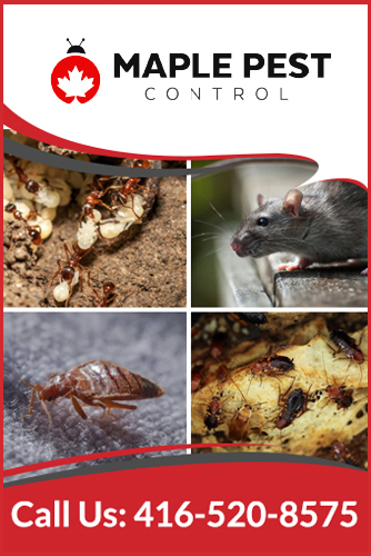 Wasp Nest Removal Toronto